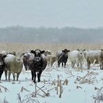 Recent research determined that the individual fecal PCR test has the highest level of sensitivity and will detect the highest proportion of cows infected with the bacteria that causes Johne’s disease. | Jeannette Greaves photo