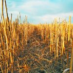 Agriculture minister David Marit said the rates are formula-based and were supposed to go up about 45 percent. The ministry reduced that to an average of 22 percent instead. | File photo