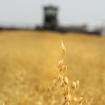 Brad Boettger, vice-president of the Prairie Oat Growers Association and a farmer from Beaver County, Alta., said it's shocking that Purely Canada is using an equipment failure to justify a force majeure and terminate the contracts. | File photo