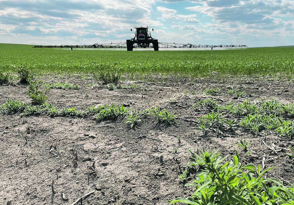 Corteva’s new in-crop herbicide for wheat and barley, OnDeck, can be applied as early as the one-leaf stage. Most of Corteva’s cereal herbicides are applied from three-leaf to flag-leaf.  |  Corteva photo