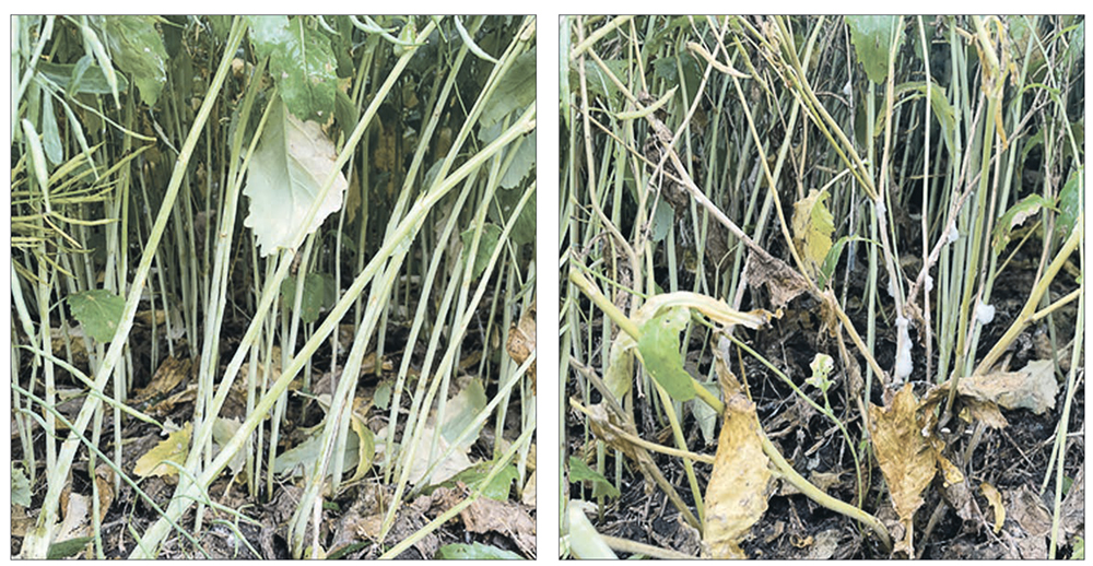 Viatude is a new fungicide offered by Corteva that combines two modes of action, onmira and prothioconazole, that are used in other fungicides, but this is the first time they are offered in the same product. On the left is a canola stand that was treated with Viatude, while the canola in the right image was untreated.  |  Photos supplied by Corteva