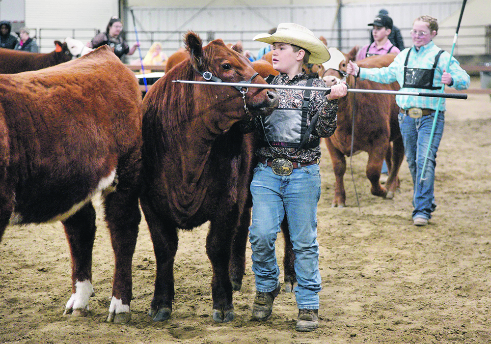 Tate Wheeler of Saskatoon leads his Red Angus yearling during the heifer show. | William DeKay photo