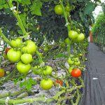 Plants may be quiet to human ears, but at ultrasonic frequencies, researchers have found that tomato and tobacco plants in their greenhouse study gave off "clicks" or "pops" that increased when the plants were short on water or cut. | File photo