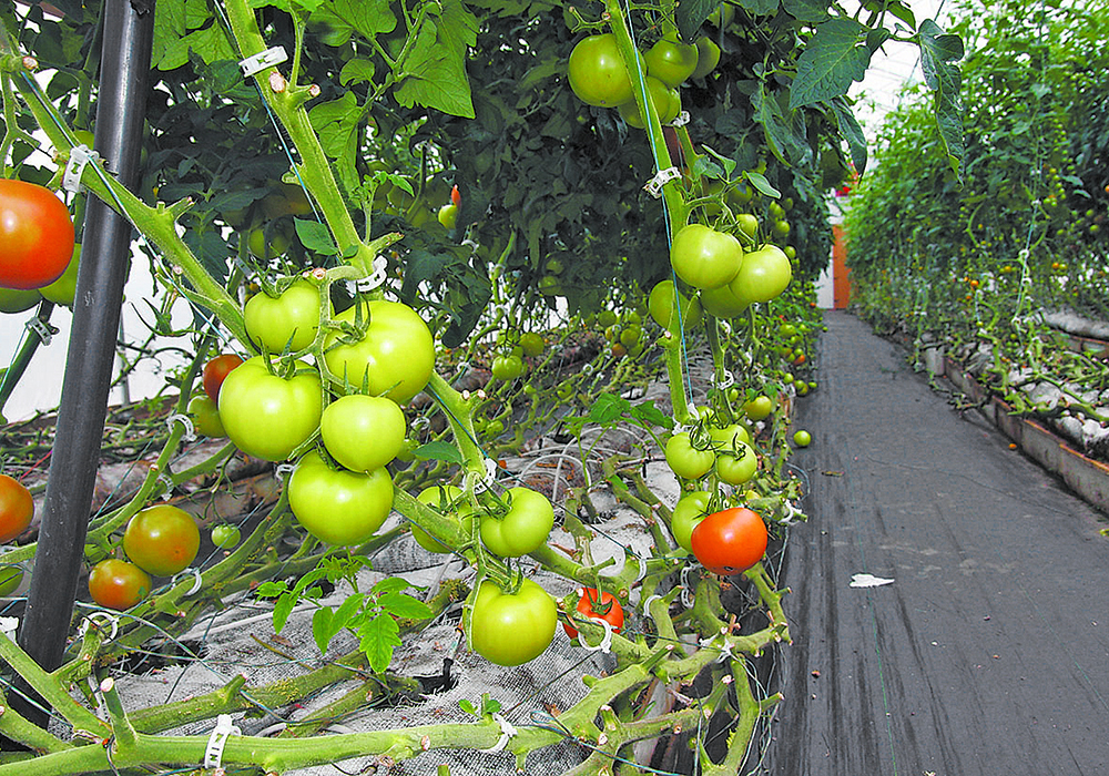 Plants may be quiet to human ears, but at ultrasonic frequencies, researchers have found that tomato and tobacco plants in their greenhouse study gave off "clicks" or "pops" that increased when the plants were short on water or cut.  | File photo