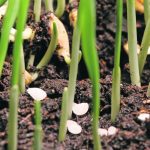 There are three options for pre-plant or at-plant fertilizer application. Farmers can broadcast fertilizer, apply fertilizer with the seed in the furrow or subsurface band it next to the seed. | File photo