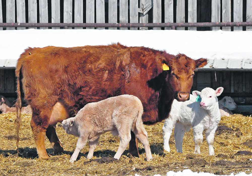 Vigorous calves stand quickly and nurse two or three times in the first few hours after birth.  |  Jeannette Greaves photo