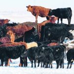 An Agriculture Canada researcher says methane comes from ruminant digestion and is unlikely to be easily reduced. | Mike Sturk photo