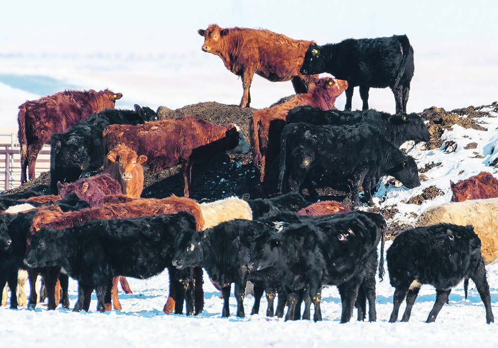 An Agriculture Canada researcher says methane comes from ruminant digestion and is unlikely to be easily reduced.  |  Mike Sturk photo
