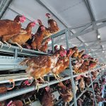 The U.S. Department of Agriculture says it is “closely monitoring” Tyson Foods’ plan to close a chicken processing plant in Virginia in May and how it has provided notice to its farmer suppliers. | Reuters/Mike Blake photo