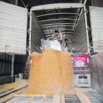 Workers unload a truck with genetically modified yellow corn imported from the United States at a cattle feed plant in Tepexpan, Mexico, March 15. Canada has been watching a trade dispute between the two countries over Mexico’s plans to ban the import of GM corn. | Reuters/ Raquel Cunha photo