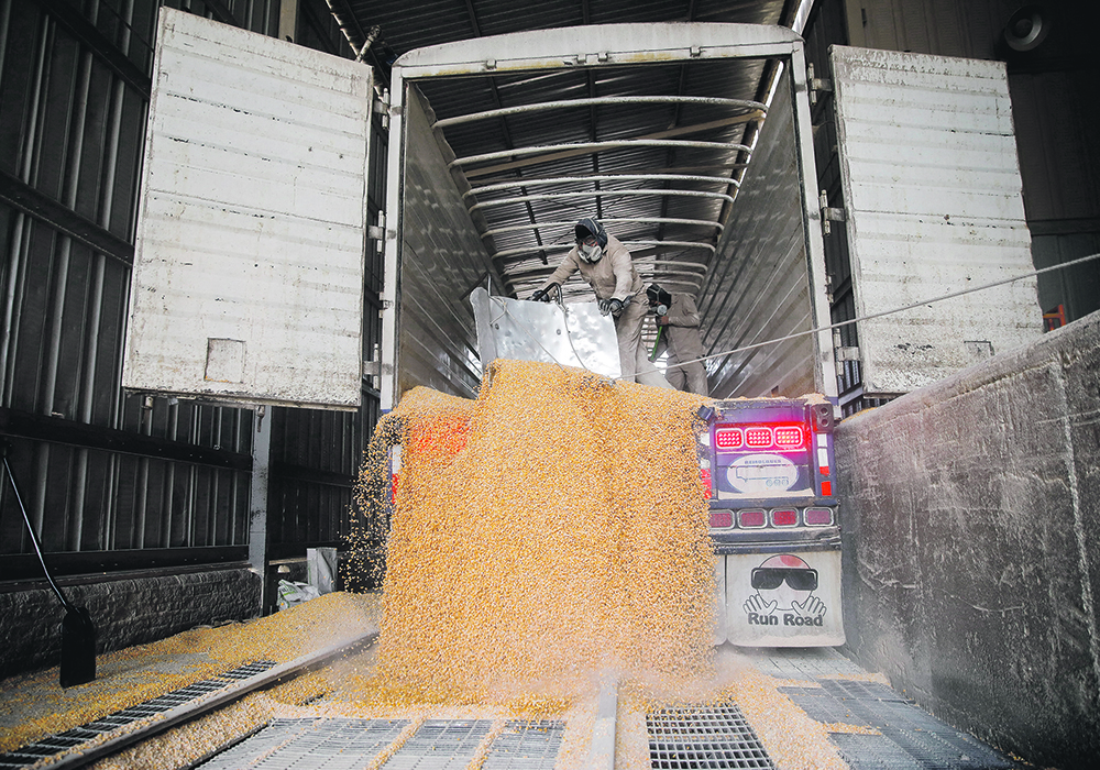 Workers unload a truck with genetically modified yellow corn imported from the United States at a cattle feed plant in Tepexpan, Mexico, March 15. Canada has been watching a trade dispute between the two countries over Mexico’s plans to ban the import of GM corn.  |  Reuters/ Raquel Cunha photo