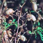 The U.S. Department of Agriculture expects American farmers to plant 340,500 acres of kabuli chickpeas this year, four percent less than last year. | File photo