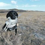 Without the dog’s tracking help, this adult male sharp-tailed grouse would not have ended up on our dinner plate. It had hawthorn apples and strawberry leaves in its crop, which grew nearby in the native pasture. | Joe Schmutz photo