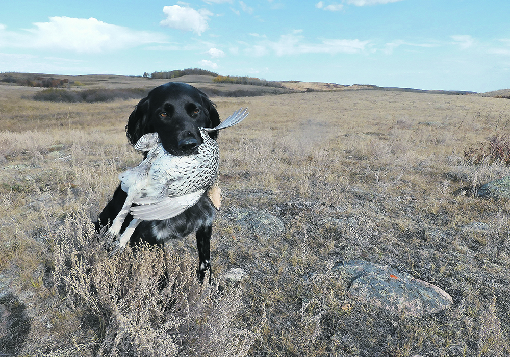 Without the dog’s tracking help, this adult male sharp-tailed grouse would not have ended up on our dinner plate. It had hawthorn apples and strawberry leaves in its crop, which grew nearby in the native pasture.  |  Joe Schmutz photo