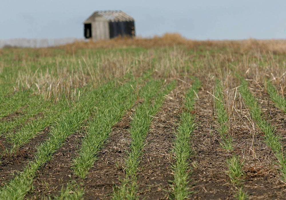 All parties to the United Nations Framework Convention for Climate Change have agreed to measure their progress towards reduction of GHG emissions using a standardized accounting framework. Unfortunately, the framework does not include the CO2 emitted from burning or digesting harvested crops or the CO2 removed from the atmosphere during crop growth. | File photo