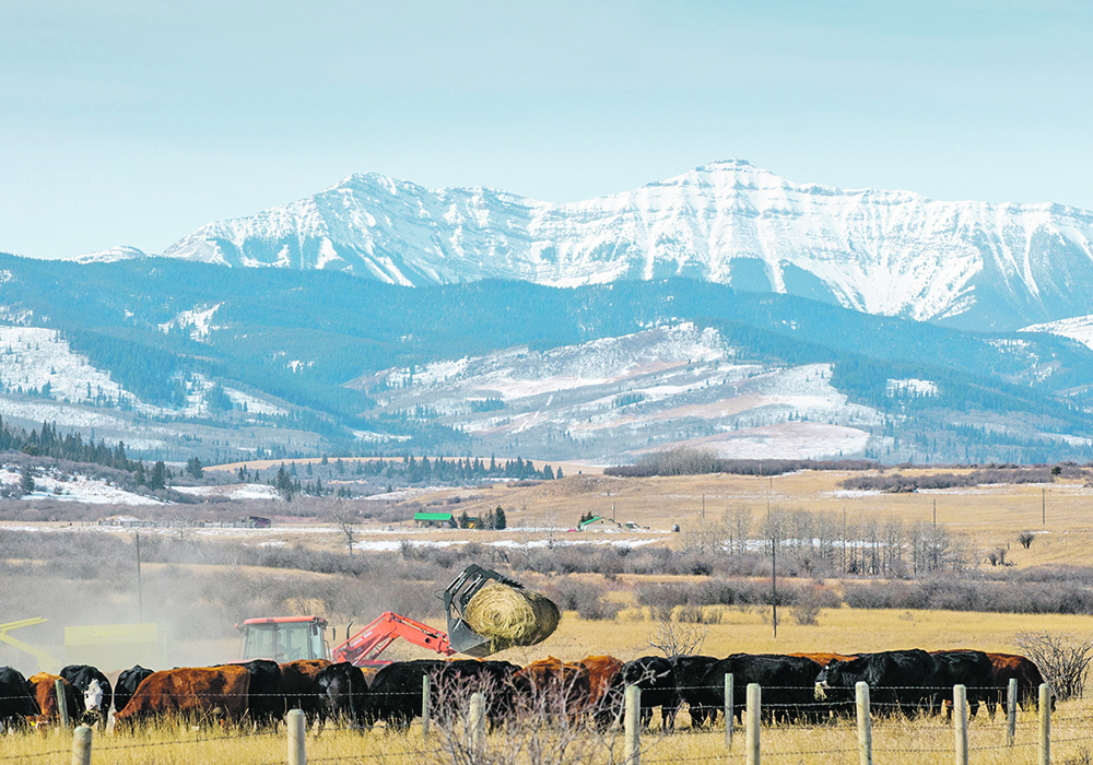 The agreement, which takes effect July 1, means ABP contributions to the CCA will be based on funds ABP collects in check-off fees after producer refunds are subtracted. Previously, the CCA assessed all provinces on gross funds collected. | Mike Sturk photo