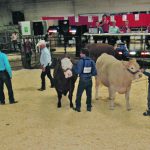 It’s feared volunteer organizations that host livestock shows might decide to stop holding them if they find the new proposed traceability rules too onerous. | File photo