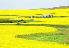 Canola oil accounted for 16.4 percent of total vegetable oil use in the U.S. biofuel sector in January 2023, up from 5.8 percent one year ago. Tore Alden, senior agriculture analyst with Fastmarkets, said much of that increase is due to new demand from the renewable diesel sector. | Getty Images