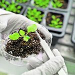 Close-up of a scientist wearing rubber gloves in a lab using tweezers to grasp the leaf of a small plant growing in some dirt in a petri dish.