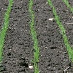 After a disappointing United States March Prospective Plantings report Ankush Bhandari, vice-president of economic research for Viterra for the U.S. and Mexico, said he thinks Canadian farmers need to plant the biggest spring wheat crop in 20 years. | File photo