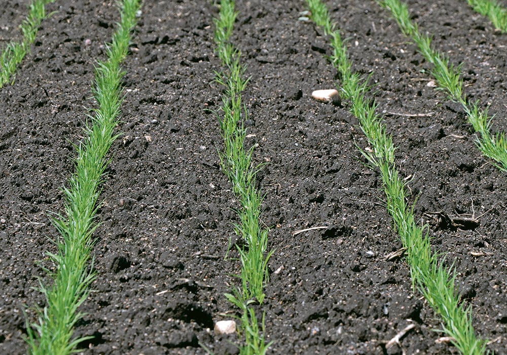 After a disappointing United States March Prospective Plantings report Ankush Bhandari, vice-president of economic research for Viterra for the U.S. and Mexico, said he thinks Canadian farmers need to plant the biggest spring wheat crop in 20 years. | File photo