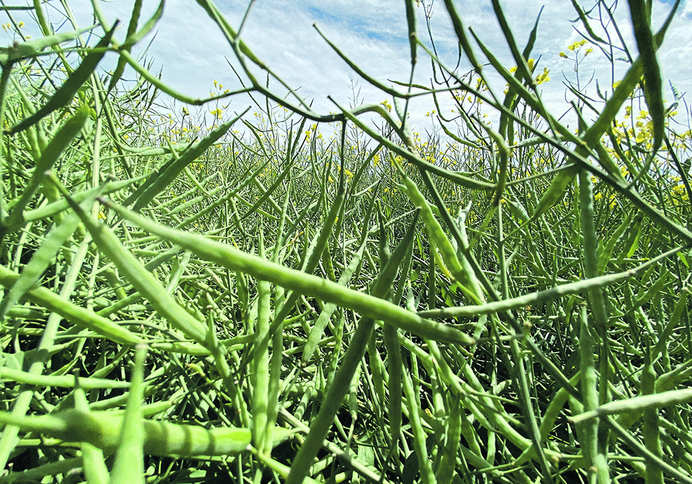 Corteva, which is working with Bunge and Chevron to grow more canola in the United States for renewable diesel production, thinks winter canola acreage in the U.S. South could explode, potentially going from almost nothing to possibly 10 million acres in seven to nine years.  |  File photo