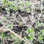 Mapping weed patches during the growing season can be a useful tool to help growers create application zones for herbicides, including residuals, that can be applied the following year. Kochia is a good candidate for weed mapping because it often grows in large patches. | Farming Smarter photo