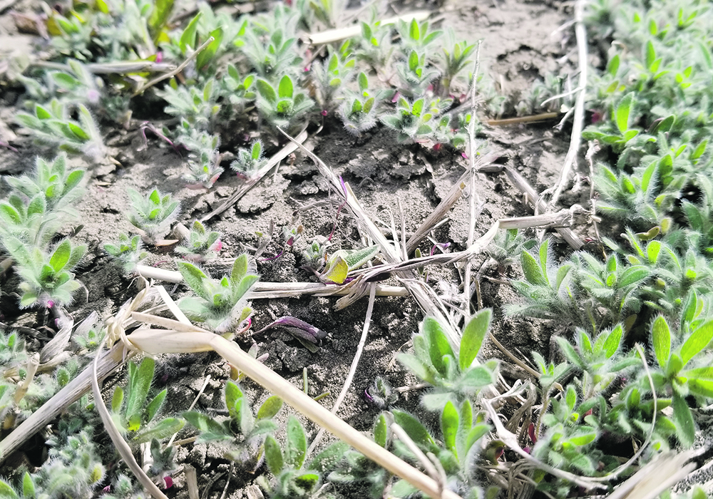 Mapping weed patches during the growing season can be a useful tool to help growers create application zones for herbicides, including residuals, that can be applied the following year. Kochia is a good candidate for weed mapping because it often grows in large patches.  |  Farming Smarter photo