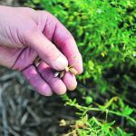 These healthy lentils were photographed in a field southeast of Saskatoon. New products are available to manage diseases but sound management practices and testing remain essential. | Debra Marshall/U of S photo