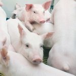 Iowa State University veterinary disease expert Daniel Linhares said there are still “some opportunities to break the chain” of PRRS transmission through biosecurity measures many people ignore. | File photo