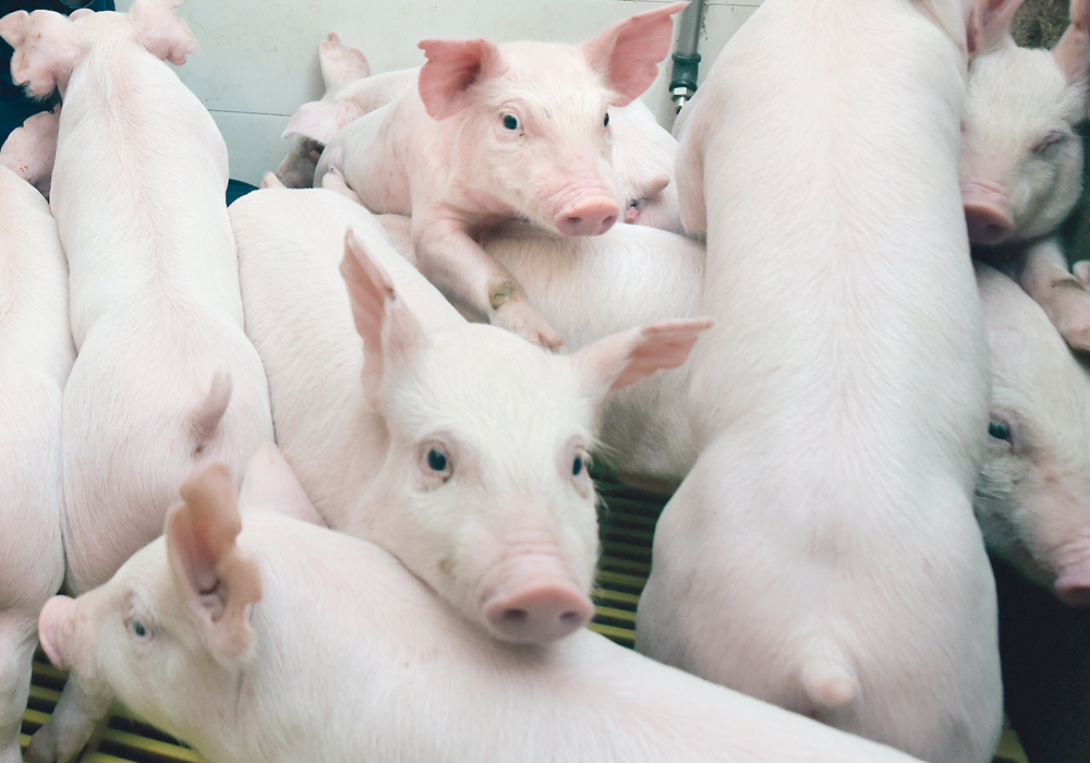 Iowa State University veterinary disease expert Daniel Linhares said there are still “some opportunities to break the chain” of PRRS transmission through biosecurity measures many people ignore.  | File photo