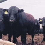 Producers who notice that a bull has a protrusion problem should pull it from the herd and check to see if there is a permanent injury. | File photo