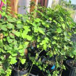 Emerging markets for hops include horse feed to prevent and treat laminitis, sleep aids, sources of estrogen for hormone therapy, veterinary applications, decor in dried plant arrangements, culinary uses of the early shoots or the cones for seasoning and as scents for candles or oils. | Northernhawk Hops Gardens photo