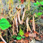 The best supplemental nitrogen rate to get beans started may be no nitrogen at all. | File photo