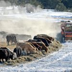 Sectors are urged to work together because grain and livestock producers rely on each other. | File photo