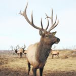 A new live test will likely only be used in herds that have known chronic wasting disease cases to identify positive animals and remove them from the herd. | File photo