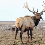 There were 600 elk farms in Alberta at the industry’s peak. Today, there are only 138. Producers say something needs to change. | File photo