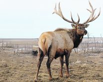 There were 600 elk farms in Alberta at the industry’s peak. Today, there are only 138. Producers say something needs to change.  |  File photo