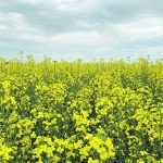 Canadian farmers are expected to plant 21 to 22 million acres of canola this spring. | File photo