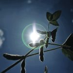 China accounts for 60 percent of global soybean imports, so what happens in that country has a huge impact on soybean prices, which in turn influence canola prices. | Reuters/ Adriano Machado photo