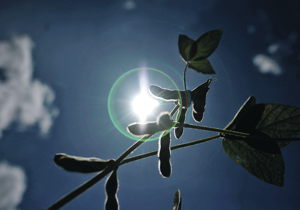 China accounts for 60 percent of global soybean imports, so what happens in that country has a huge impact on soybean prices, which in turn influence canola prices.  |  Reuters/ Adriano Machado photo