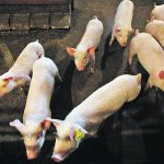 News that the United Kingdom has formed an agreement to join the Comprehensive and Progressive Agreement for Trans-Pacific Partnership has alarmed Canadian producers because of the country’s restrictive trade policies. Hog farmers have a particular reason to be concerned. | Reuters/ Todd Korol photo