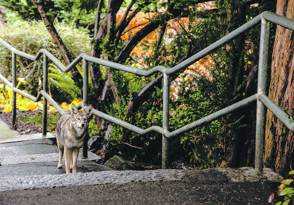 The authors say an example of urban evolution is coyotes learning to avoid humans in the city by being more active at night.  |  Getty Images
