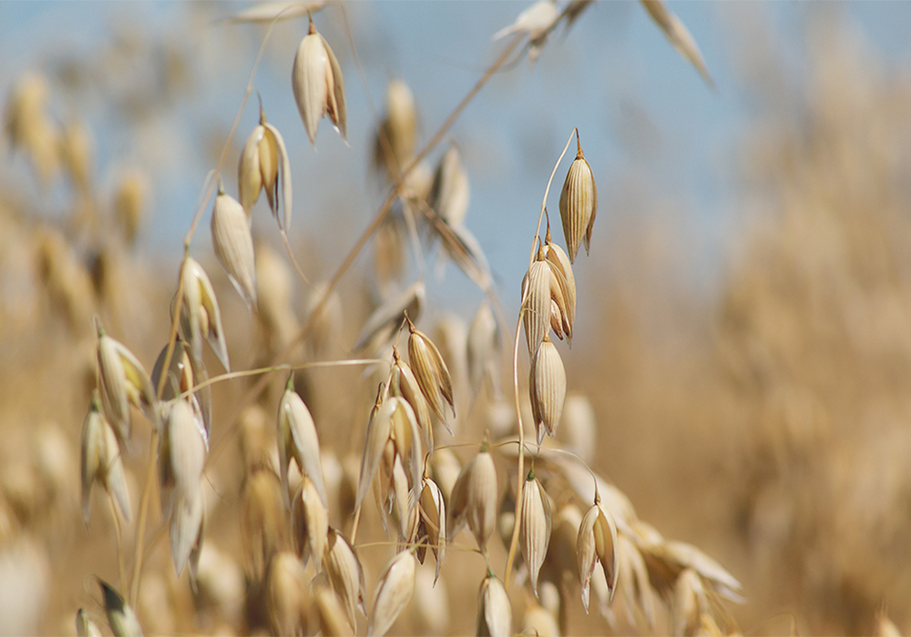 Purely Canada Foods, which voided contracts last month, now says it has found some milling capacity for September. | File photo