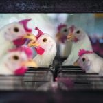 Animal health officials say an avian flu vaccination program would also require heightened surveillance to ensure vaccinated birds aren’t in turn spreading the virus. | Reuters/ Mariana Nedelcu photo