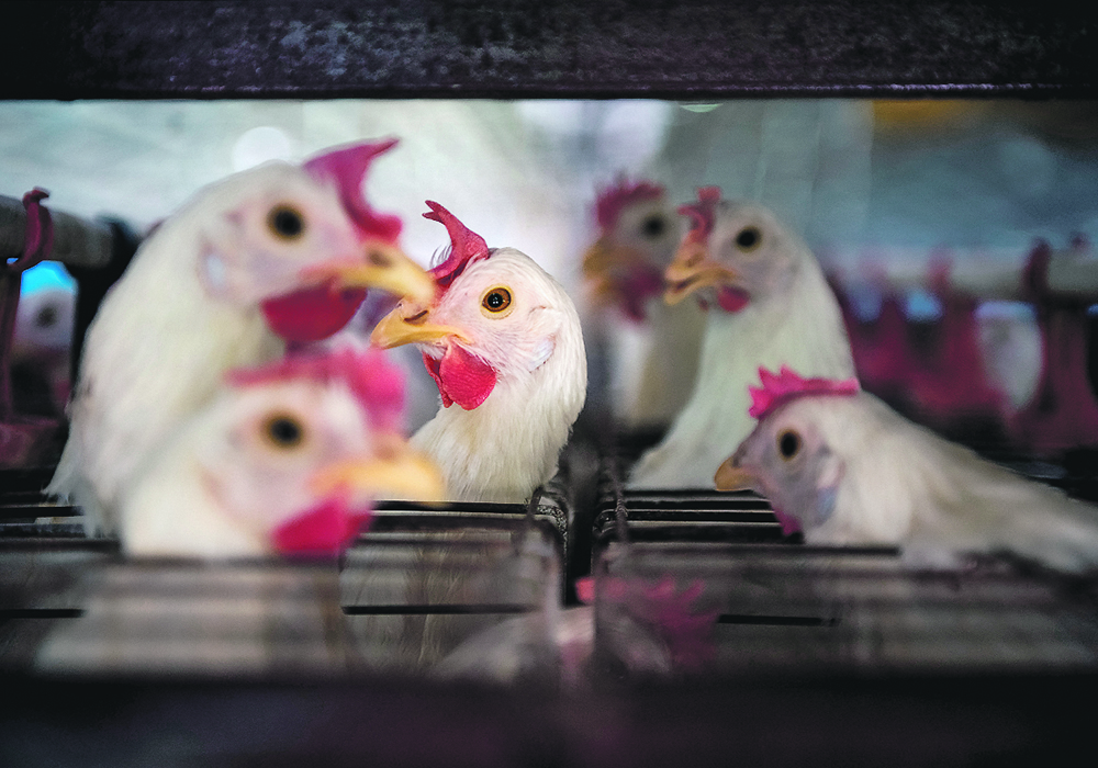 Animal health officials say an avian flu vaccination program would also require heightened surveillance to ensure vaccinated birds aren’t in turn spreading the virus.  |  Reuters/ Mariana Nedelcu photo