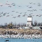Poultry producers are advised against trying to scare wild bird flocks away from commercial operations because they may bring back infected material. | File photo