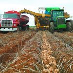 The Prince Edward Island Potato Board challenged decisions by the Canadian Food Inspection Agency and the federal agriculture minister after the fungal disease was found on two separate farms in fall 2021. | File photo
