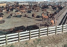 File photo of an Alberta feedlot.