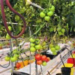 Beefsteak tomatoes hanging on the vine inside a greenhouse.